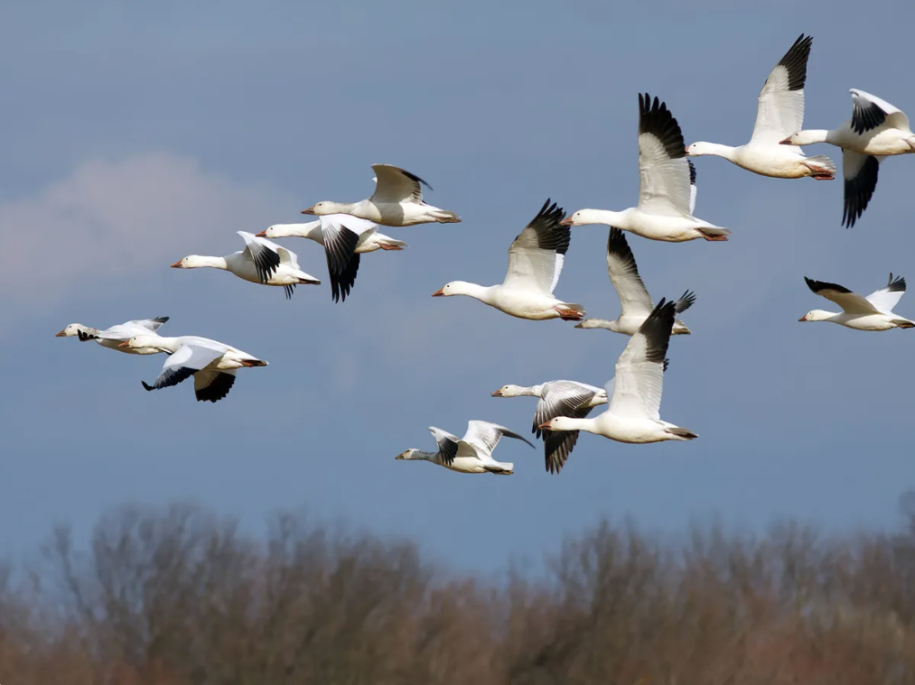 A flock of Snow Geese flying about the treeline