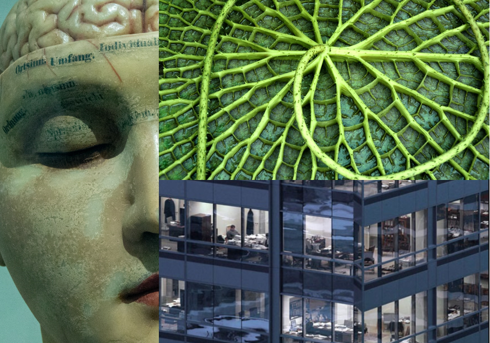 Neurobiology Collage