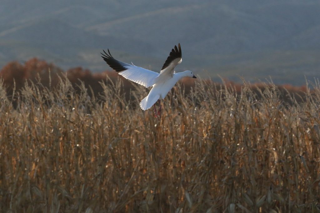 Lone Snow Goose taking flight from an Iowa Marsh